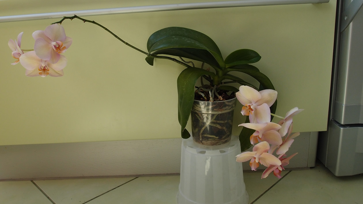P6121156_small.jpg