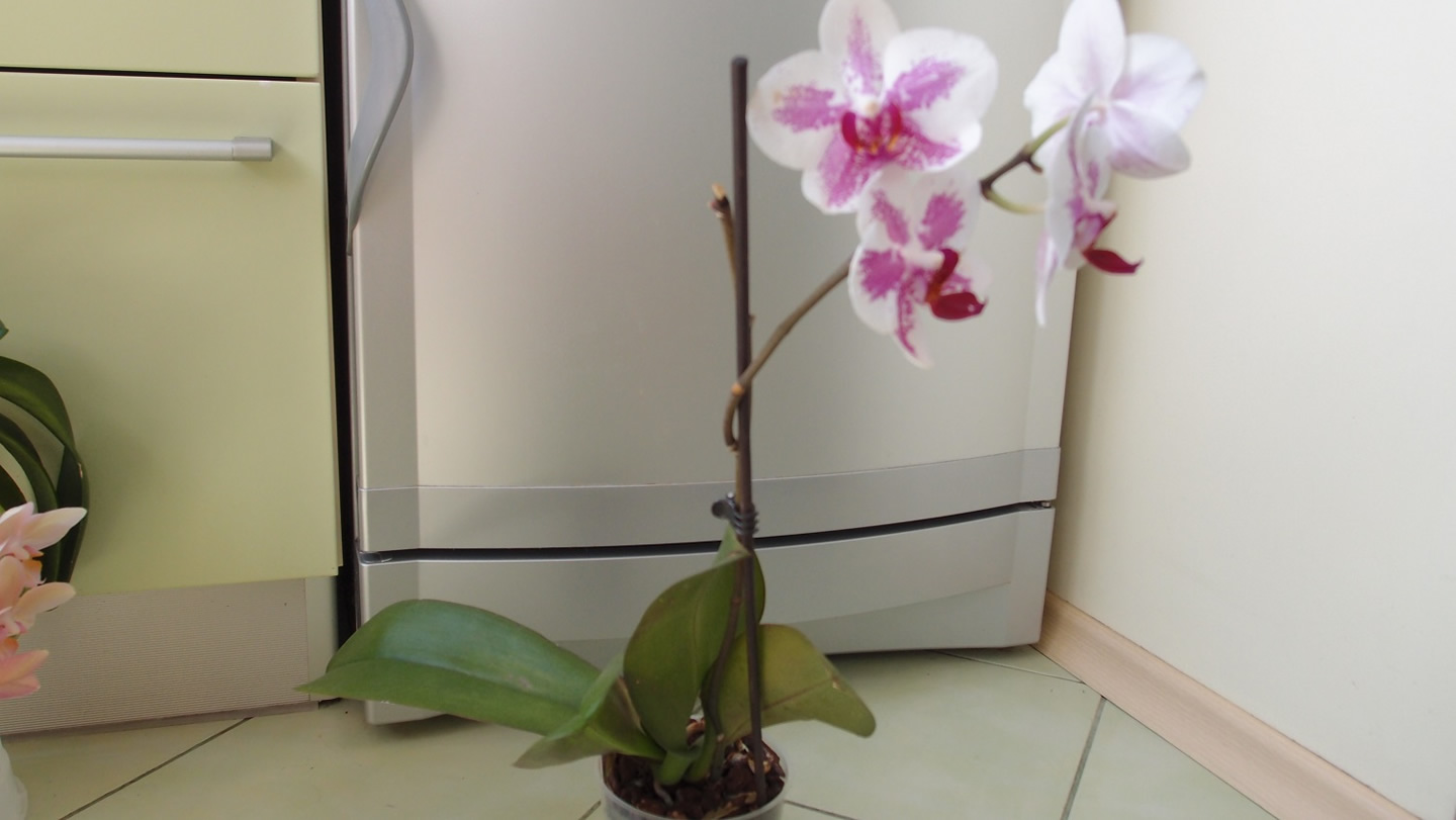 P6121155_small.jpg