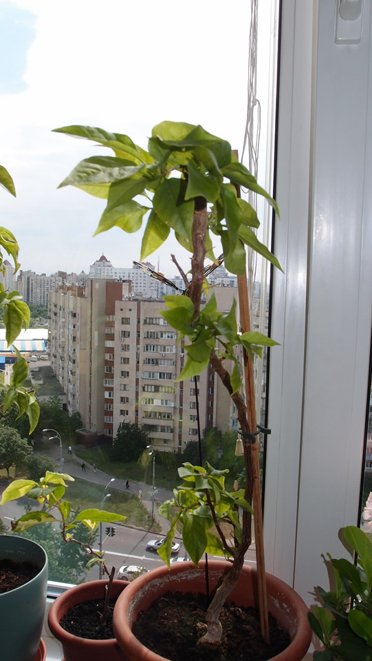 P6121162_qq.jpg