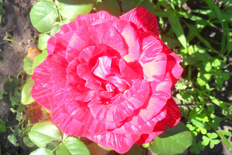 роза Red Intuition.JPG