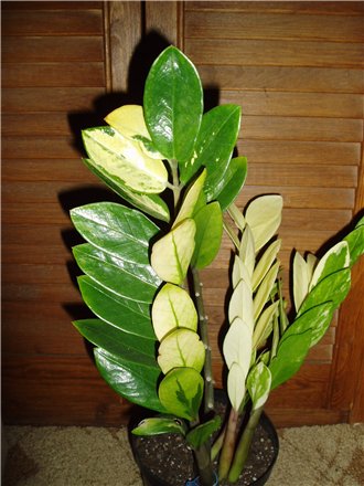4b9e168c6feb.jpg