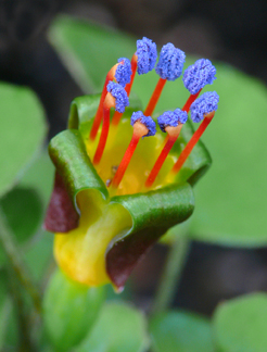fuchsia_procumbens1.jpg