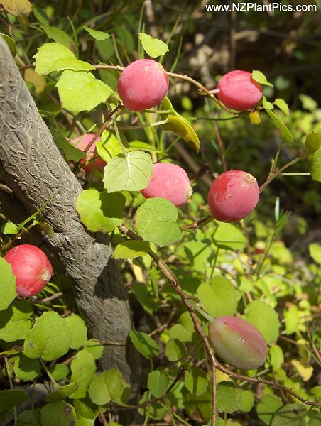 fuchsia_procumbens_creeping_fuchsia_fruit_11.jpg