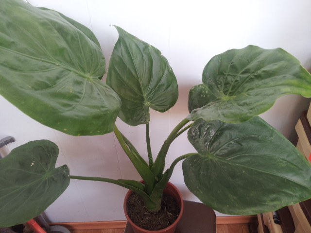 20130604_143111.jpg