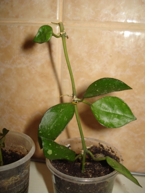 DSC09777.JPG