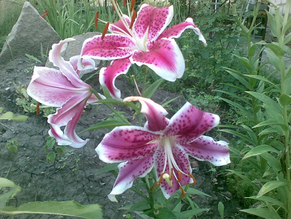01082009(001)11111.jpg