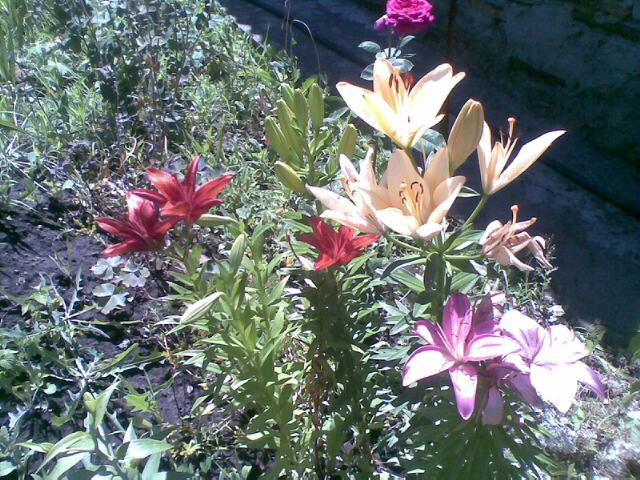 29062009_004_.jpg