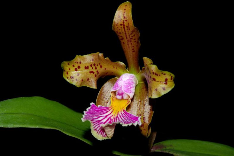 Cattleya_Frankea_4ffe88694c06d_800.jpg