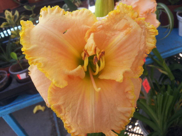20130618_090204.jpg