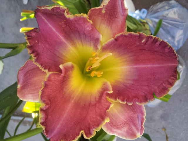 20130618_075805.jpg