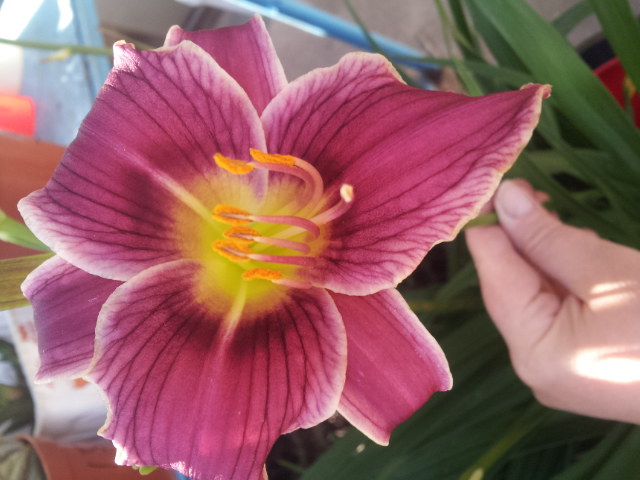 20130618_075751.jpg