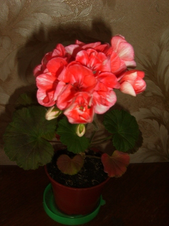 CIMG6746.JPG