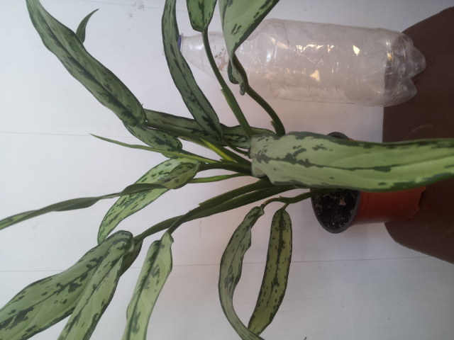 20130618_101543.jpg