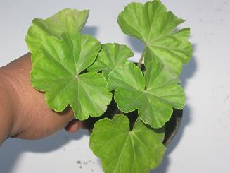 appleblossum rosebud.JPG