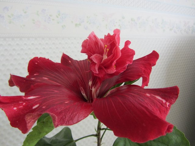 IMG_3393.JPG