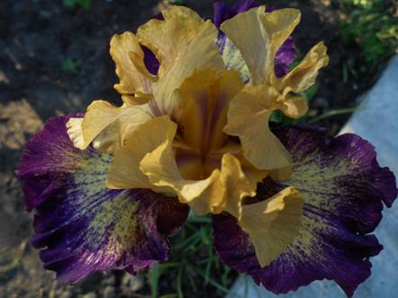 Exactitude 002.jpg