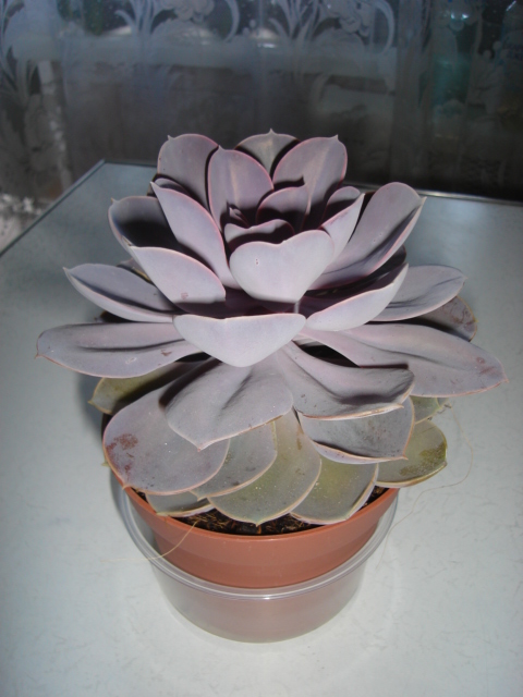 DSC00080.JPG