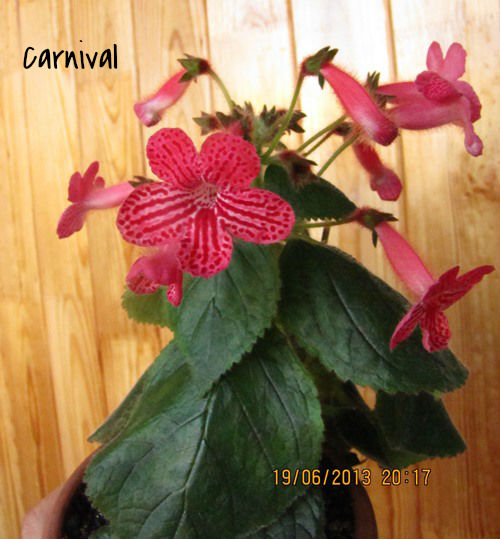carnival.jpg
