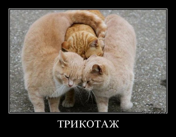 три кота.jpg