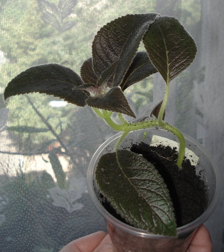 DSC03181.JPG
