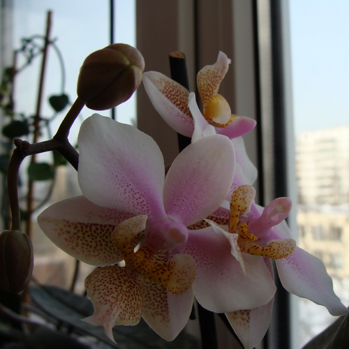 DSC06231.jpg
