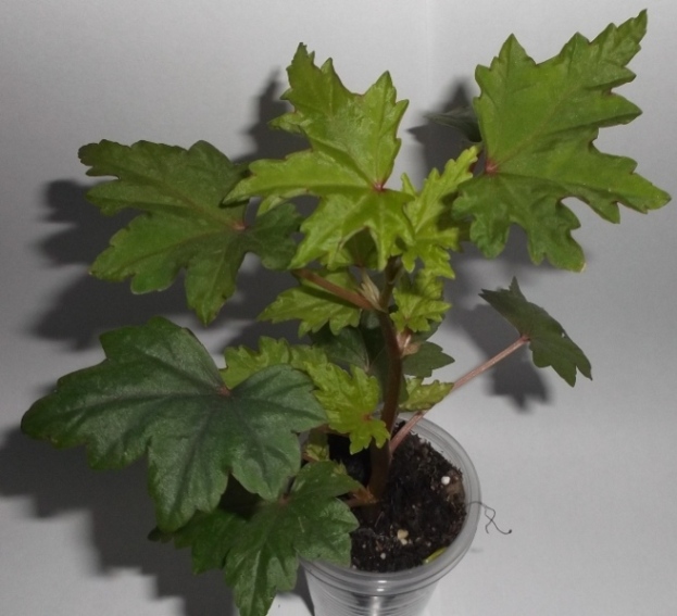DSCF9796.JPG