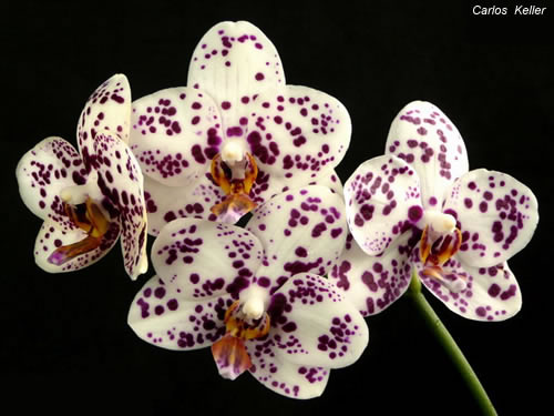 Phal Fancy 'Altvia'..jpg