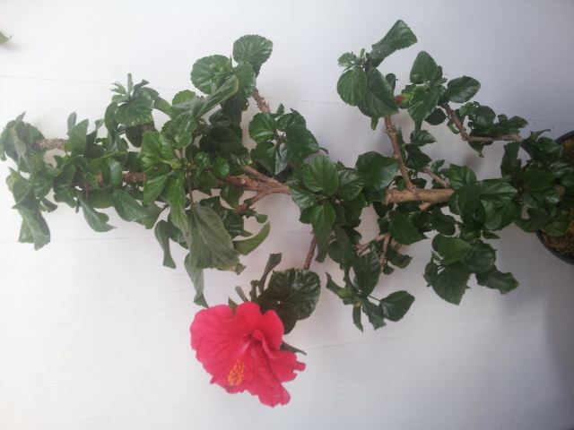 20130621_140645.jpg