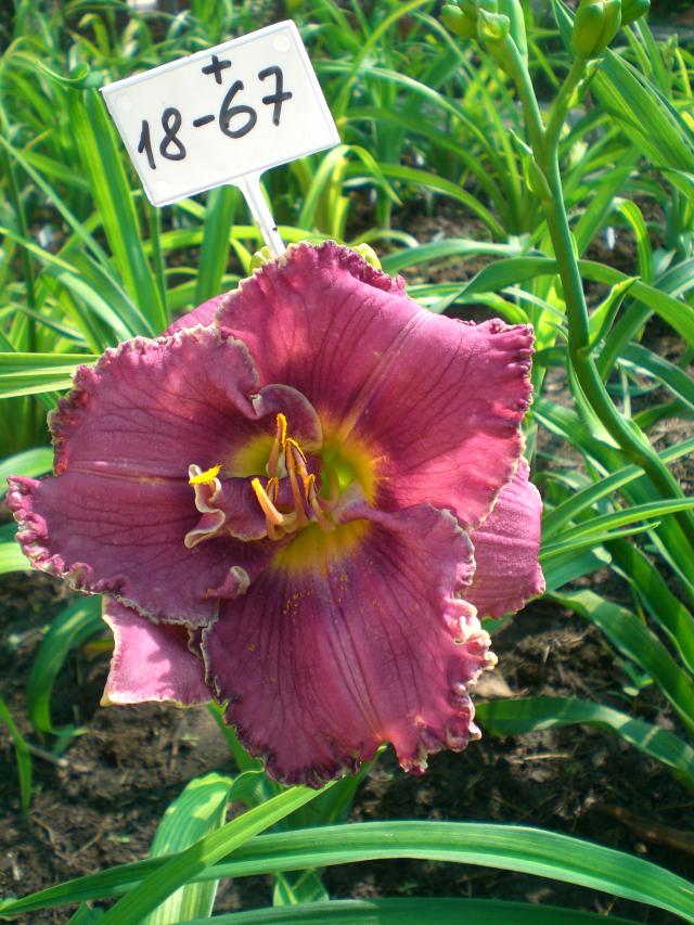 Сеянец 20121, №18-67.jpg