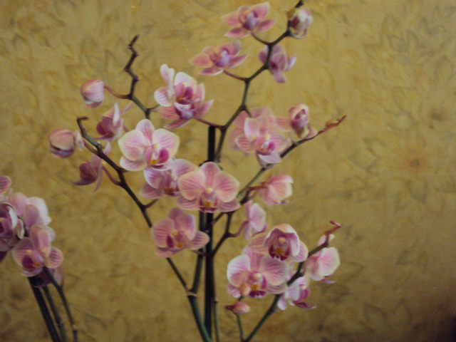 DSC07365.JPG