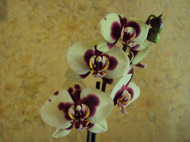 DSC07366.JPG