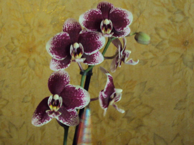DSC07364.JPG