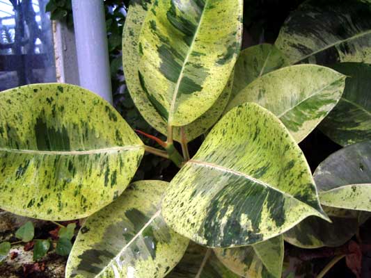 Ficus elastica Schriveriana.jpg
