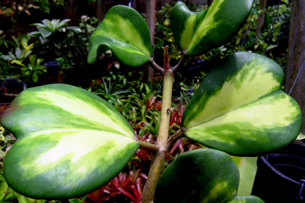 Hoya-kerrii--PYellow.jpg