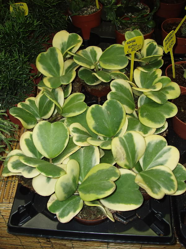 hoyakerryvariegata.jpg