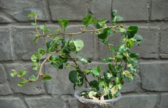 DSC04887.JPG