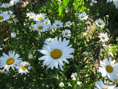 IMG_1639-001.JPG