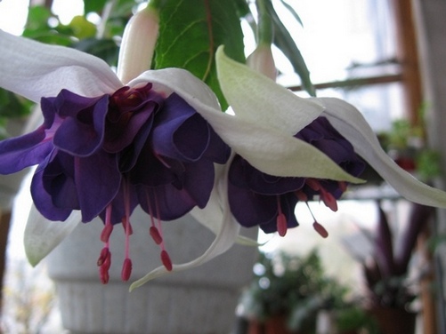 Deep Purple.jpg