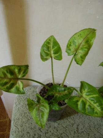 P7280460апр.JPG
