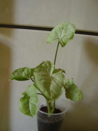 P7280457щшх.JPG