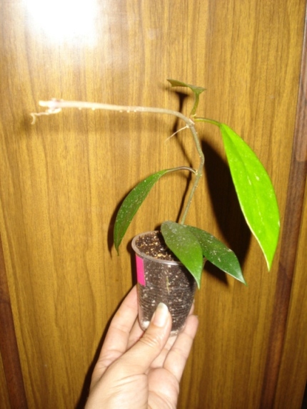 DSC09846.JPG