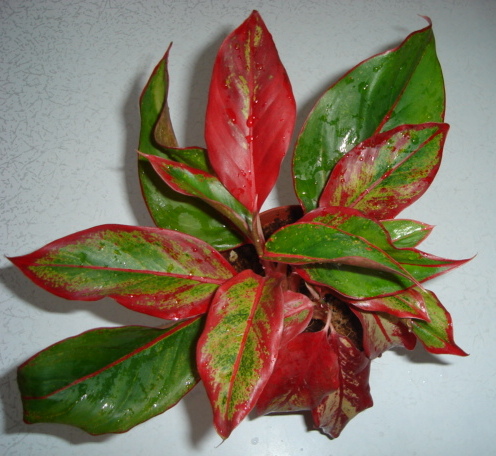 DSC00120.JPG