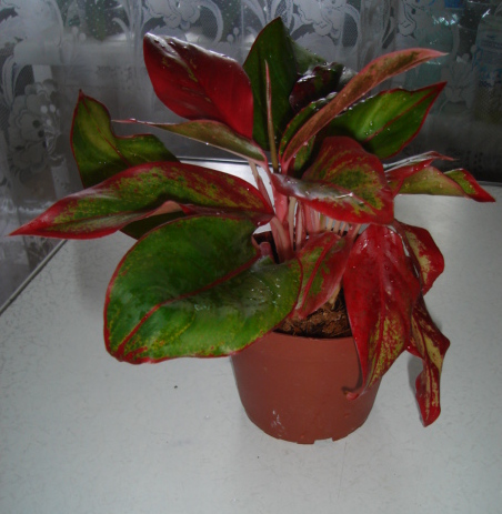 DSC00119.JPG