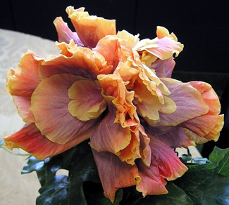 Queen of Dreams 090524.jpg