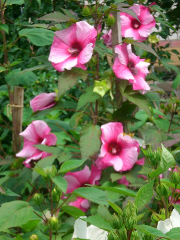 CIMG0021.jpg