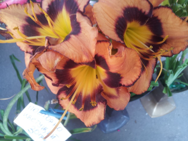 20130626_150836.jpg