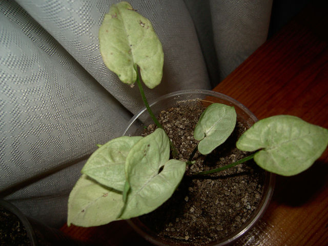 Silver Pearl  № 3.jpg