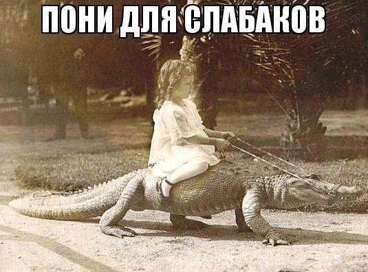 пони.jpg