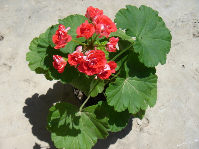 Rosebud Supreme.JPG