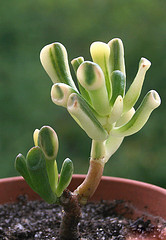 crassula ov gollum var 33e0_m.jpg